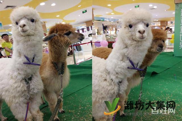 濰坊海洋生物租賃、萌寵動(dòng)物租賃，百鳥展出租