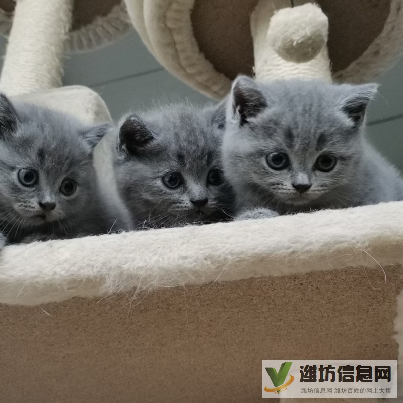 小寶貝找新家
